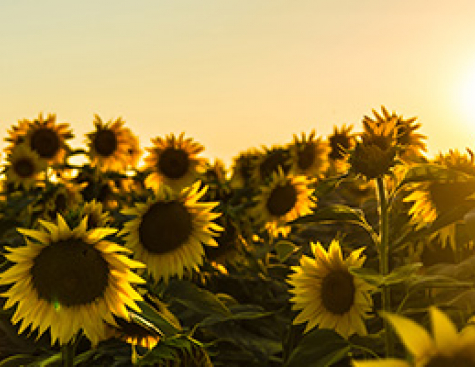 SunBOT : Des nano-tournesols artificiels pour récolter l'énergie solaire ?