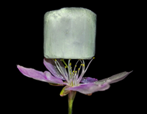 New Durable Foam May Be Breakthrough In CO2 Capture Technology