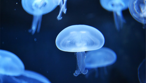La capture du carbone est-elle entre les tentacules de méduses artificielles ?