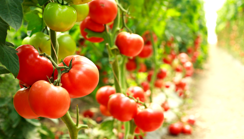 BioCO₂ : une nouvelle filière de gaz vert pour ENGIE