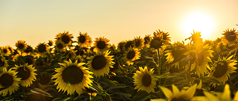 How Artificial “Nano Sunflowers” Can Help Harvest Solar Energy?