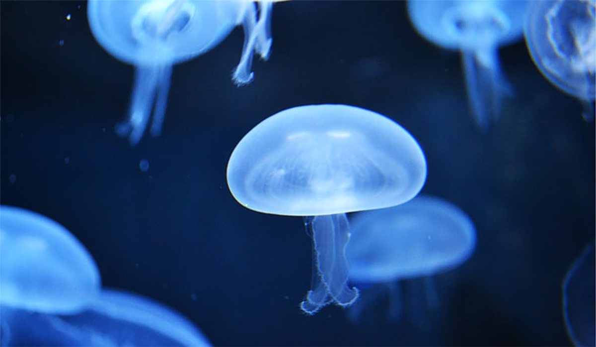 The Artificial Jellyfish That Captures Carbon