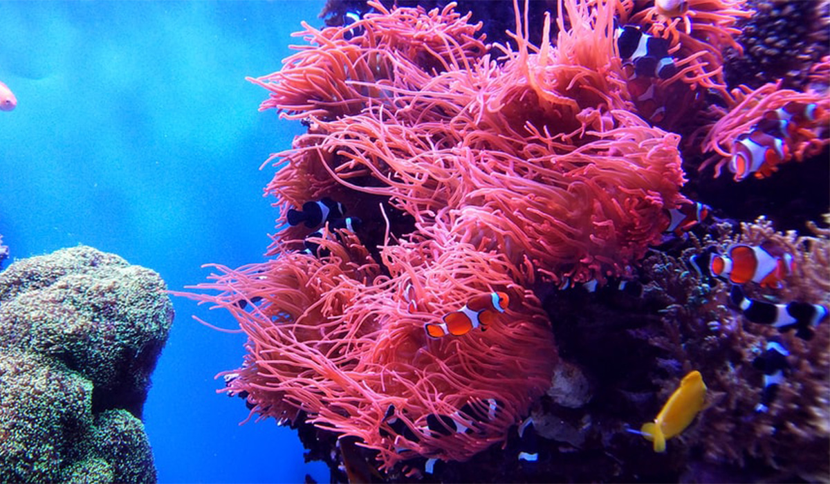 Du vert dans le grand bleu : ces solutions durables inspirées de la mer